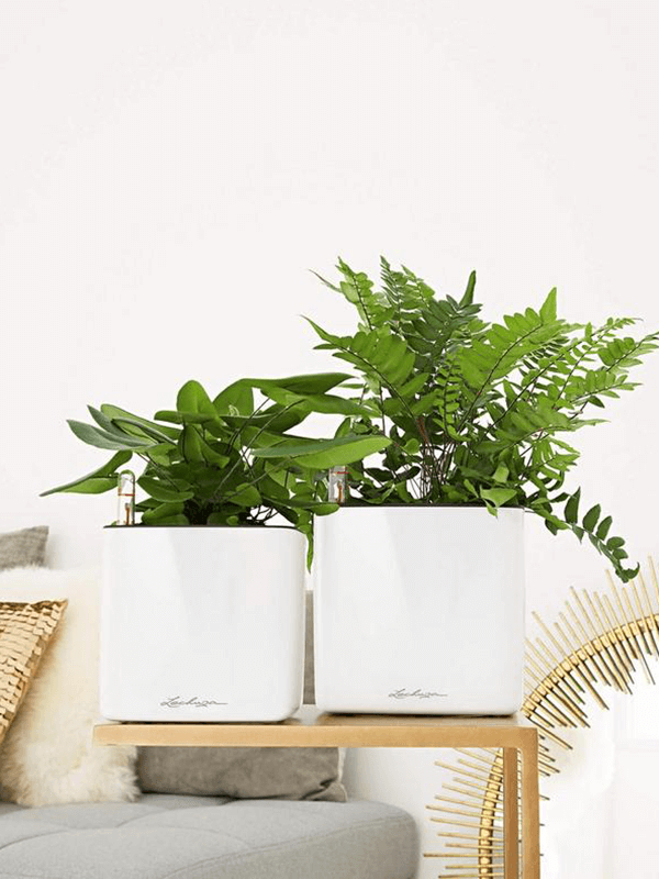 Lechuza Cube Glossy 16