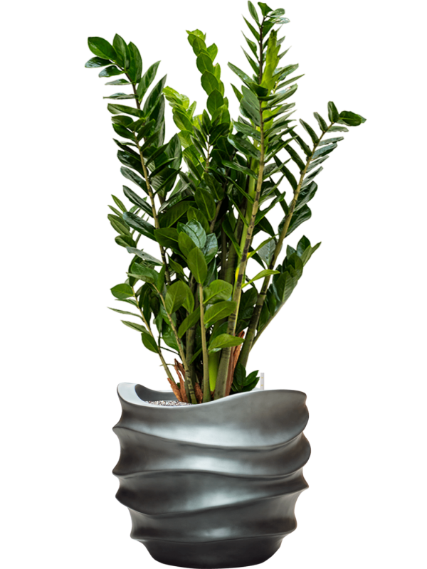 Zamioculcas zamiifolia