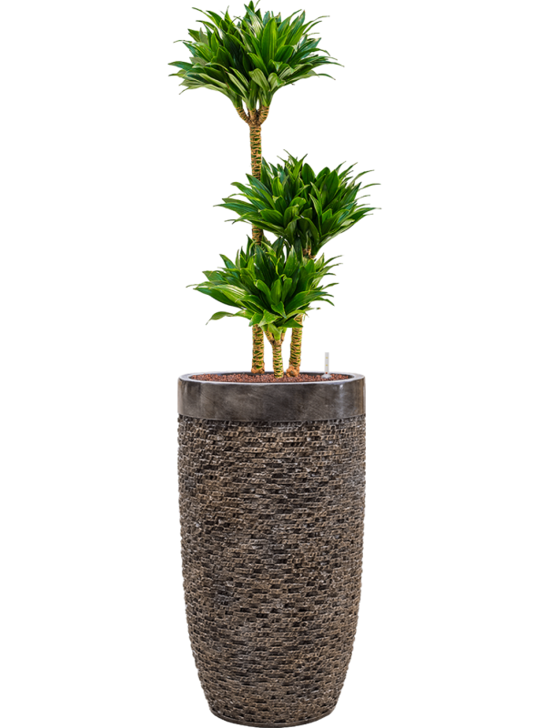 Dracaena fragrans 'Compacta'