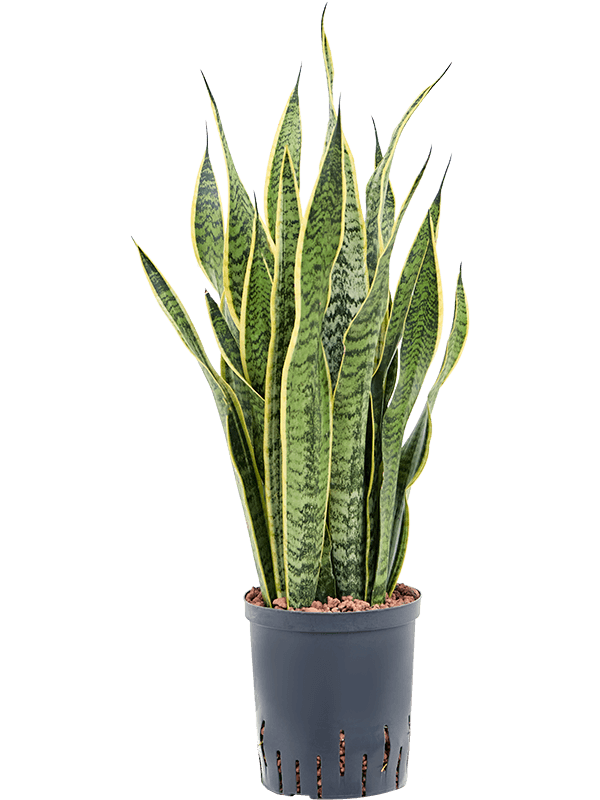 Sansevieria trifasciata 'Laurentii'