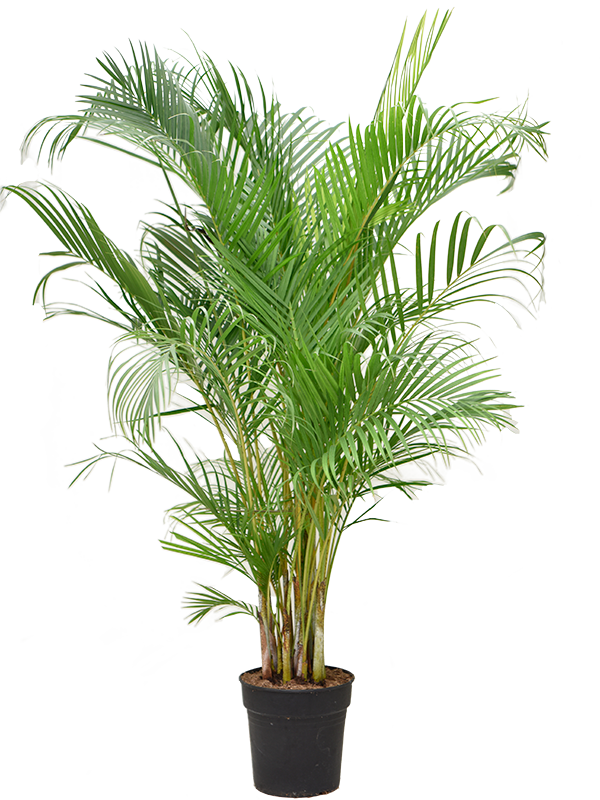 Dypsis (Areca) lutescens