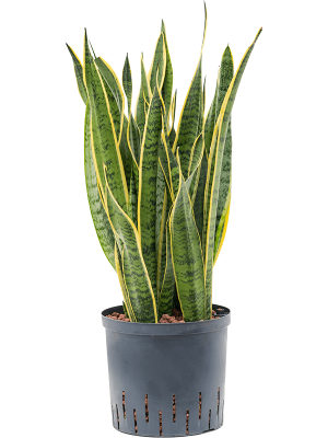 Sansevieria trifasciata 'Laurentii'