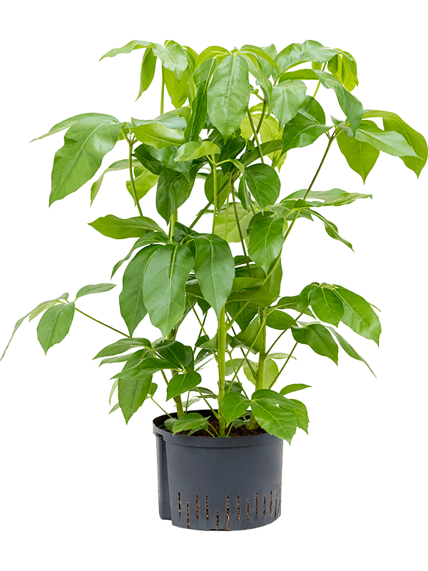 Schefflera actinophylla 'Amate'