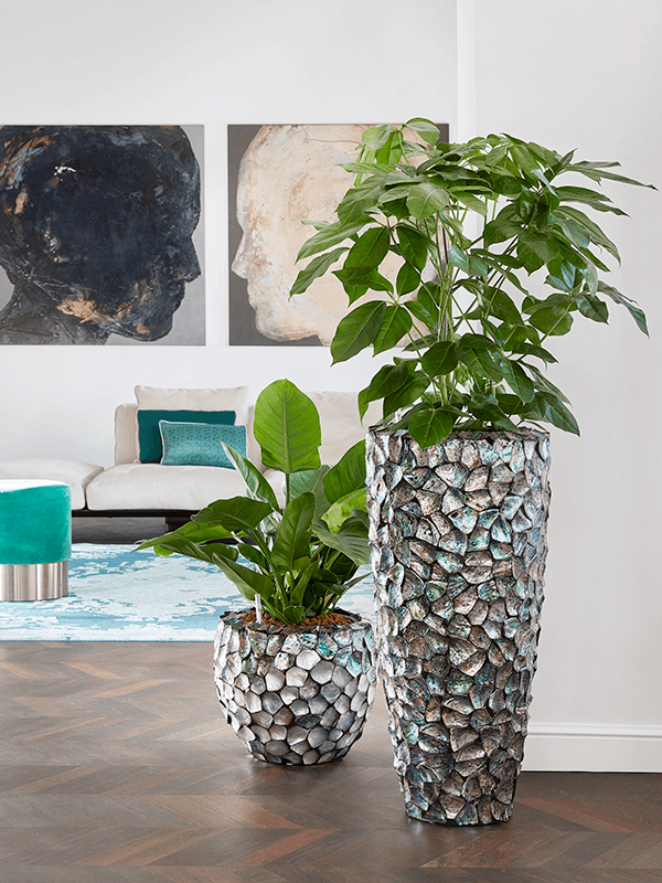 Schefflera actinophylla 'Amate'