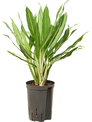Aglaonema 'White lance'