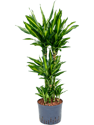 Dracaena fragrans 'Cintho