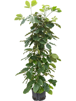 Tetrastigma voinierianum