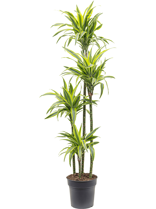 Dracaena fragrans 'Lemon Lime'