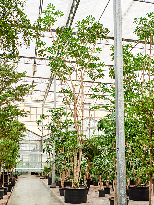 Schefflera actinophylla 'Amate' (800-900)