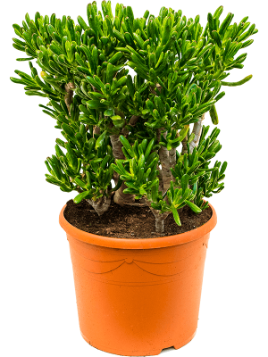 Crassula ovata 'Horntree'