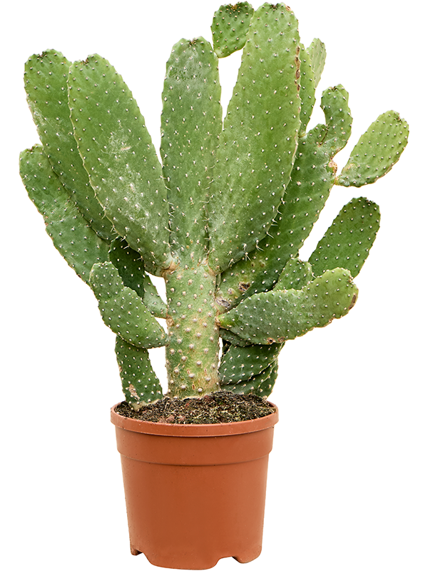 Opuntia consolea