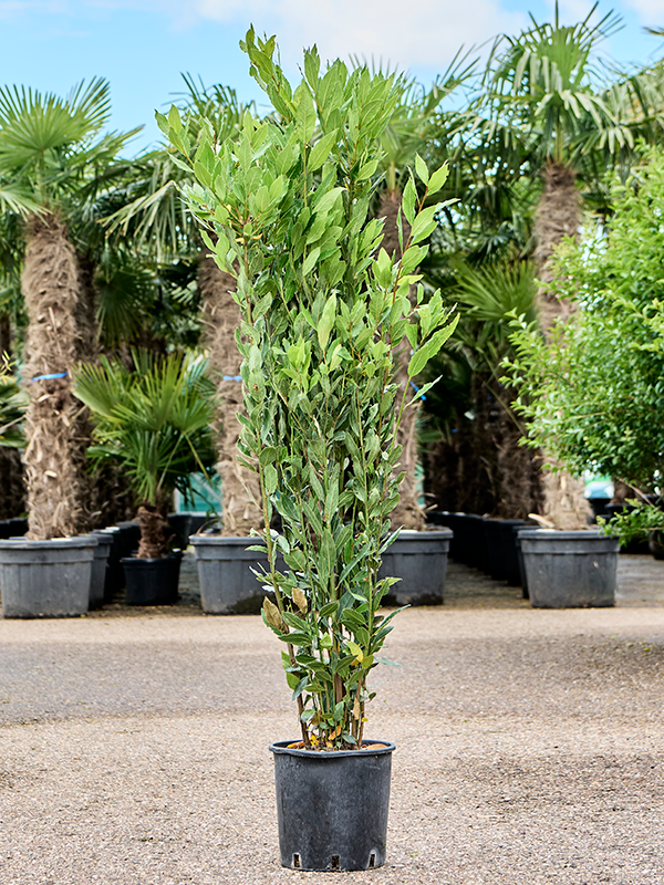 Lovor Laurus nobilis