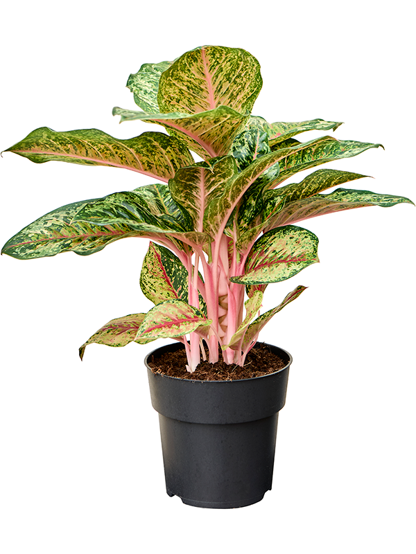 Aglaonema 'Carnival Queen'
