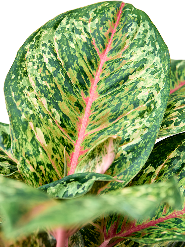 Aglaonema 'Carnival Queen'