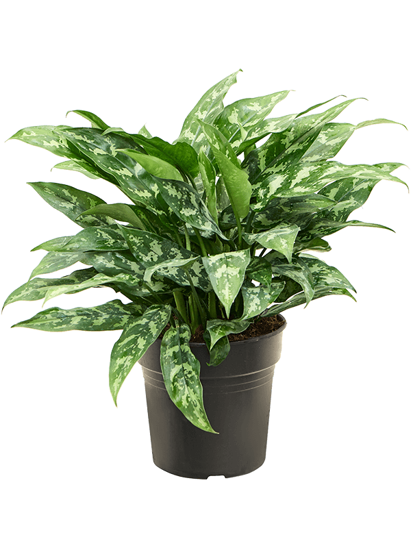 Aglaonema 'Maria'