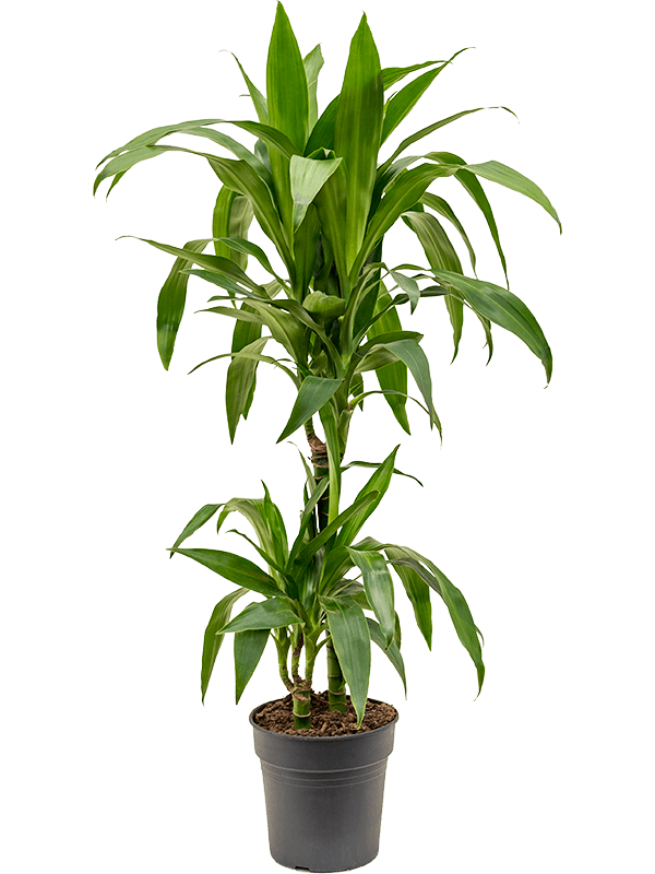 Dracaena fragrans 'Janet Craig'
