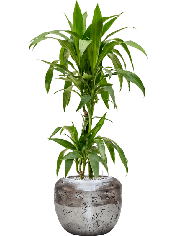 Dracaena fragrans 'Janet Craig'