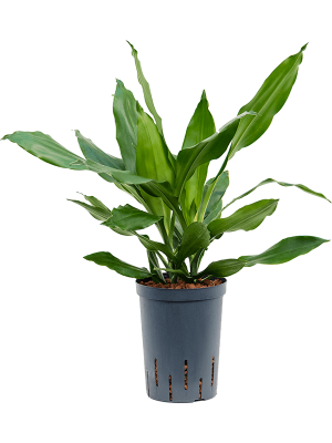 Dracaena fragrans 'Janet Lind'