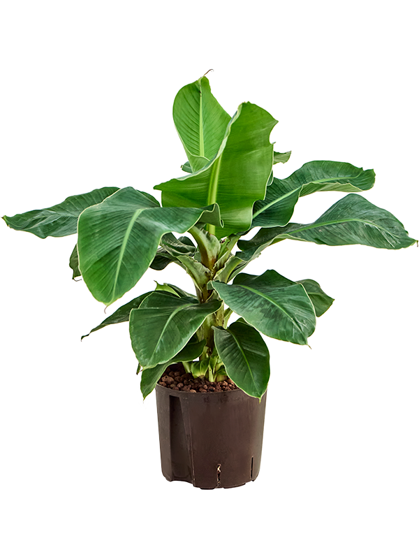 Bananovec Musa acuminata 'Dwarf cavendish'