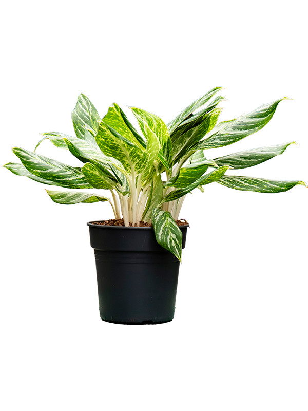 Aglaonema 'Madonna'