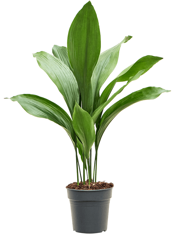 Aspidistra elatior
