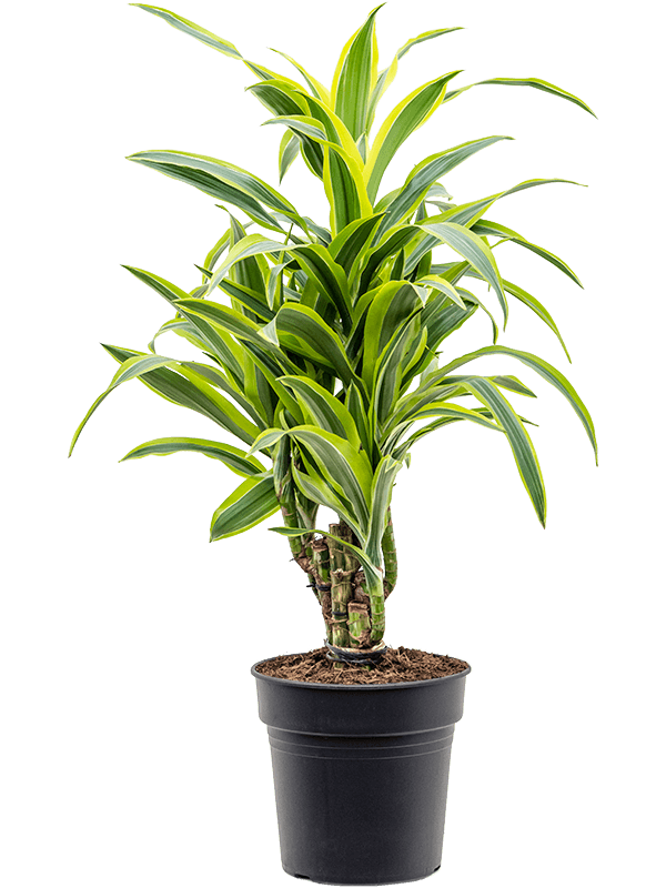 Dracaena fragrans 'Lemon Lime'