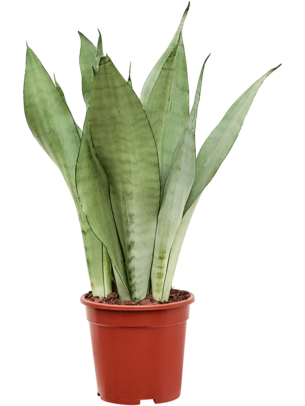 Sansevieria trifasciata 'Moonshine'