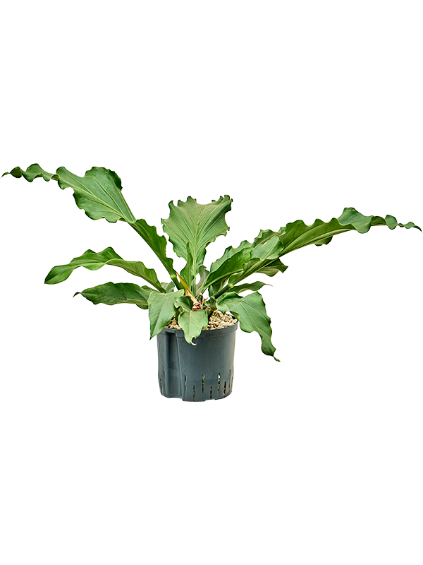 Anthurium (Plowmanii) 'Birdnest'