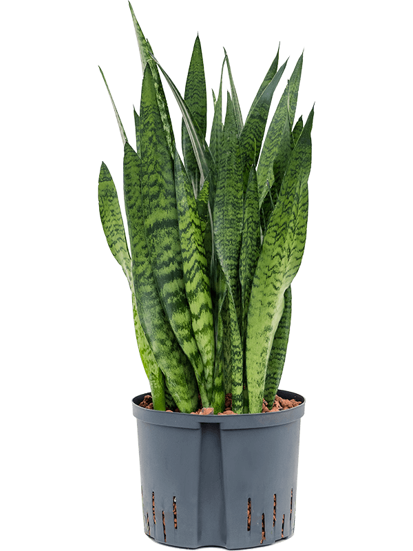 Sansevieria zeylanica