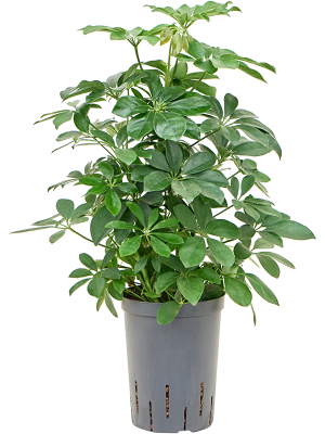 Schefflera arboricola 'Compacta'