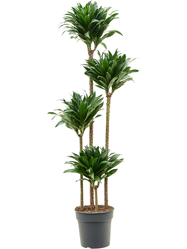 Dracaena fragrans 'Compacta'