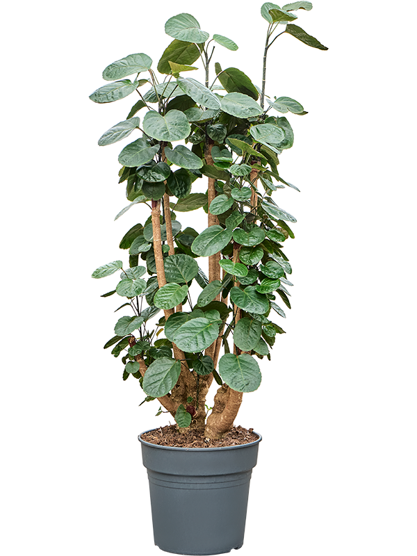 Aralia (Polyscias) 'Fabian'