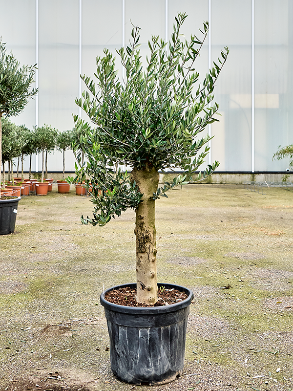 Olea europaea