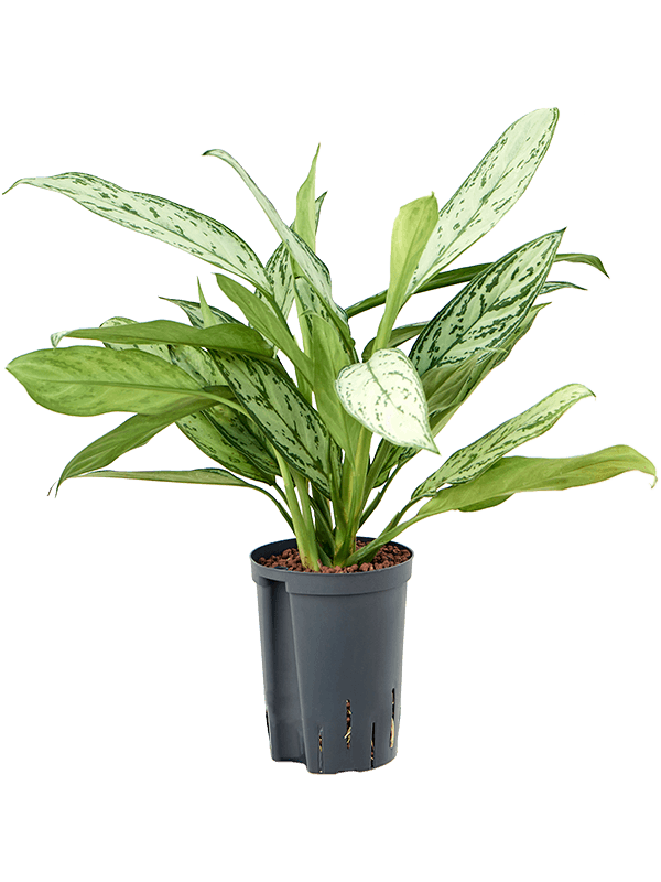 Aglaonema 'Silver King'