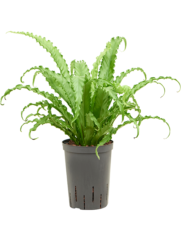 Asplenium antiquum 'Osaka'