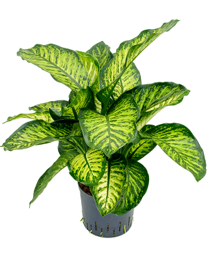 Dieffenbachia seguine 'Maroba'