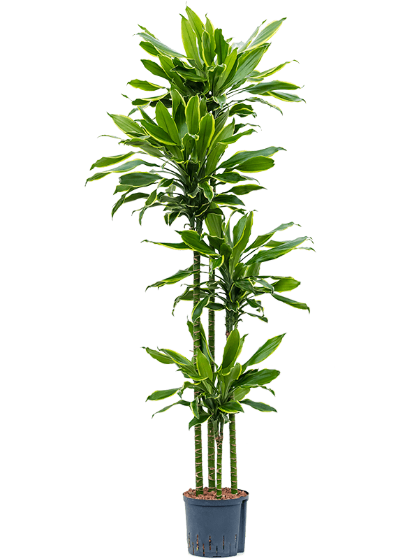 Dracaena fragrans 'Golden Coast'