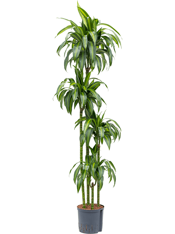 Dracaena fragrans 'Hawaiian Sunshine'