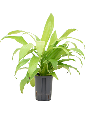 Dracaena fragrans 'Limelight'