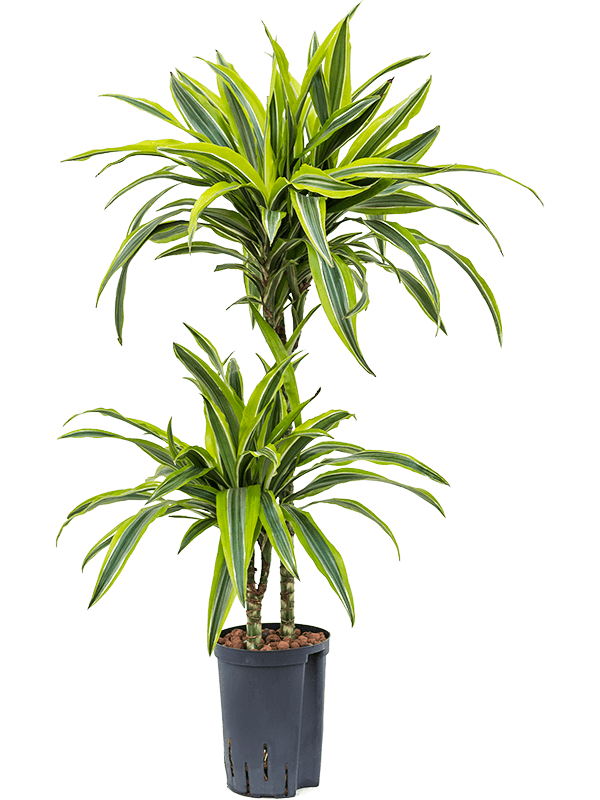 Dracaena fragrans 'Lemon Lime'