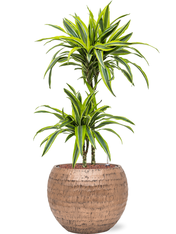 Dracaena fragrans 'Lemon Lime'