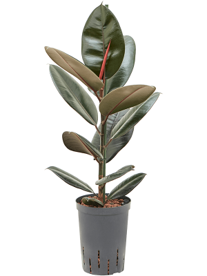 Ficus elastica 'Abidjan'