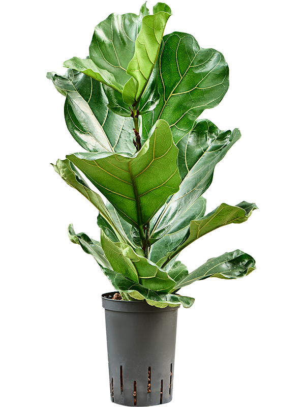Ficus lyrata