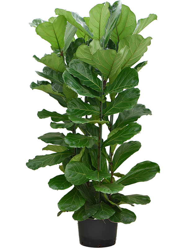 Ficus lyrata