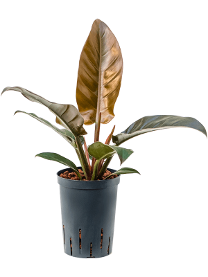 Philodendron 'Imperial Red'