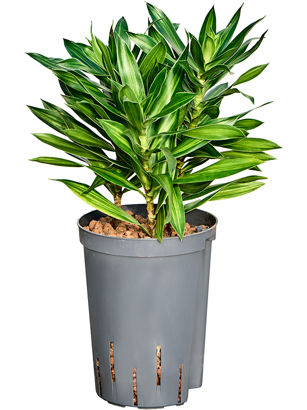 Pleomele (Dracaena) reflexa 'Song of Jamaica'