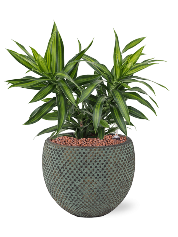 Pleomele (Dracaena) reflexa 'Song of Jamaica'