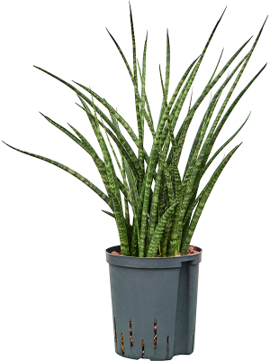 Sansevieria kirkii 'Fernwood'