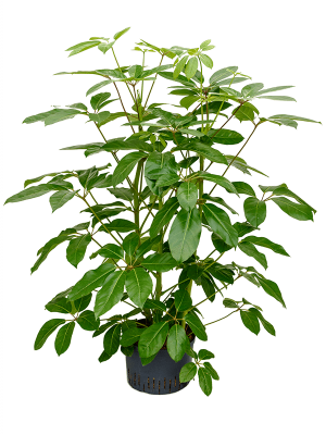 Schefflera actinophylla 'Amate'