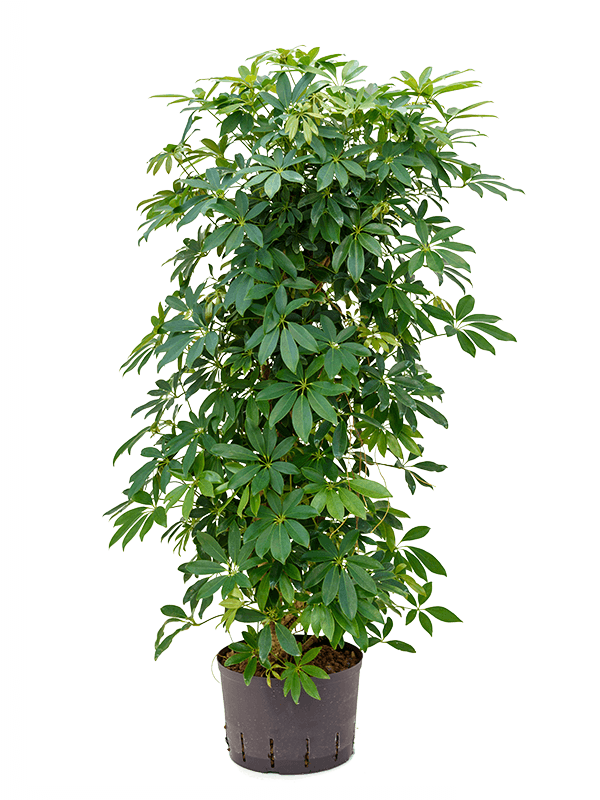 Schefflera arboricola 'Compacta'